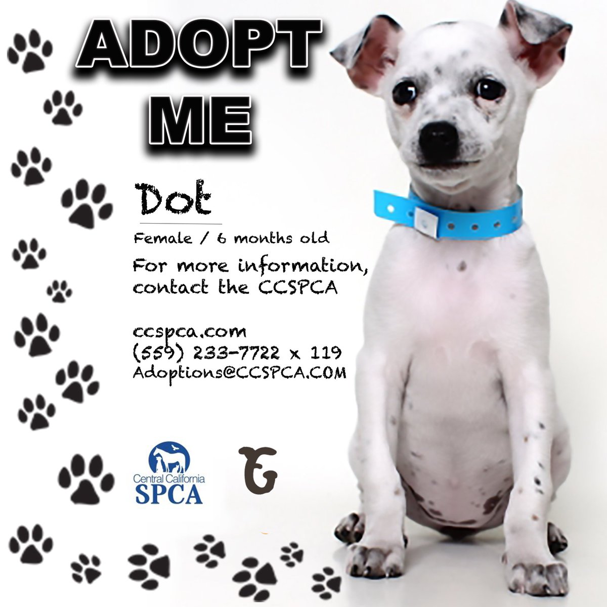 granolabarks's tweet photo. Today’s adoptable pupper is Dot! For more information, contact the Central Coast SPCA https://t.co/0nbuZZGtC1
Like &amp; Share to help find babies like Dot their forever homes! 
#granolabarks #gbarks #shelterdogs #resuedogs #adoptdontshop #puppy #local  #California  @CCSPCAFresno https://t.co/xtVZyn1QSZ