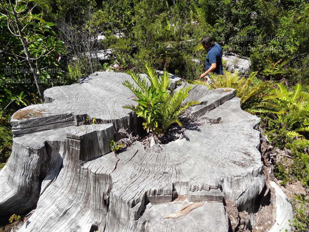 chilean_plants's tweet photo. #Fitzroya cupressoides IUCN EN
"Lahuán, Alerce". 6 ft diameter stump, possibly more than 1400 yr old/Tocón de 1,8 m diám, quizá más de 1400 años de edad.
A warm greeting for the ambitious lumberman that still exist/Un cordial saludo a los madereros ambiciosos q aun hay (2nd pic). https://t.co/tvZXelIAHF