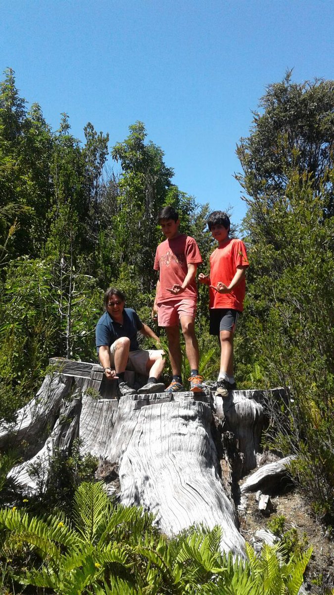 chilean_plants's tweet photo. #Fitzroya cupressoides IUCN EN
"Lahuán, Alerce". 6 ft diameter stump, possibly more than 1400 yr old/Tocón de 1,8 m diám, quizá más de 1400 años de edad.
A warm greeting for the ambitious lumberman that still exist/Un cordial saludo a los madereros ambiciosos q aun hay (2nd pic). https://t.co/tvZXelIAHF