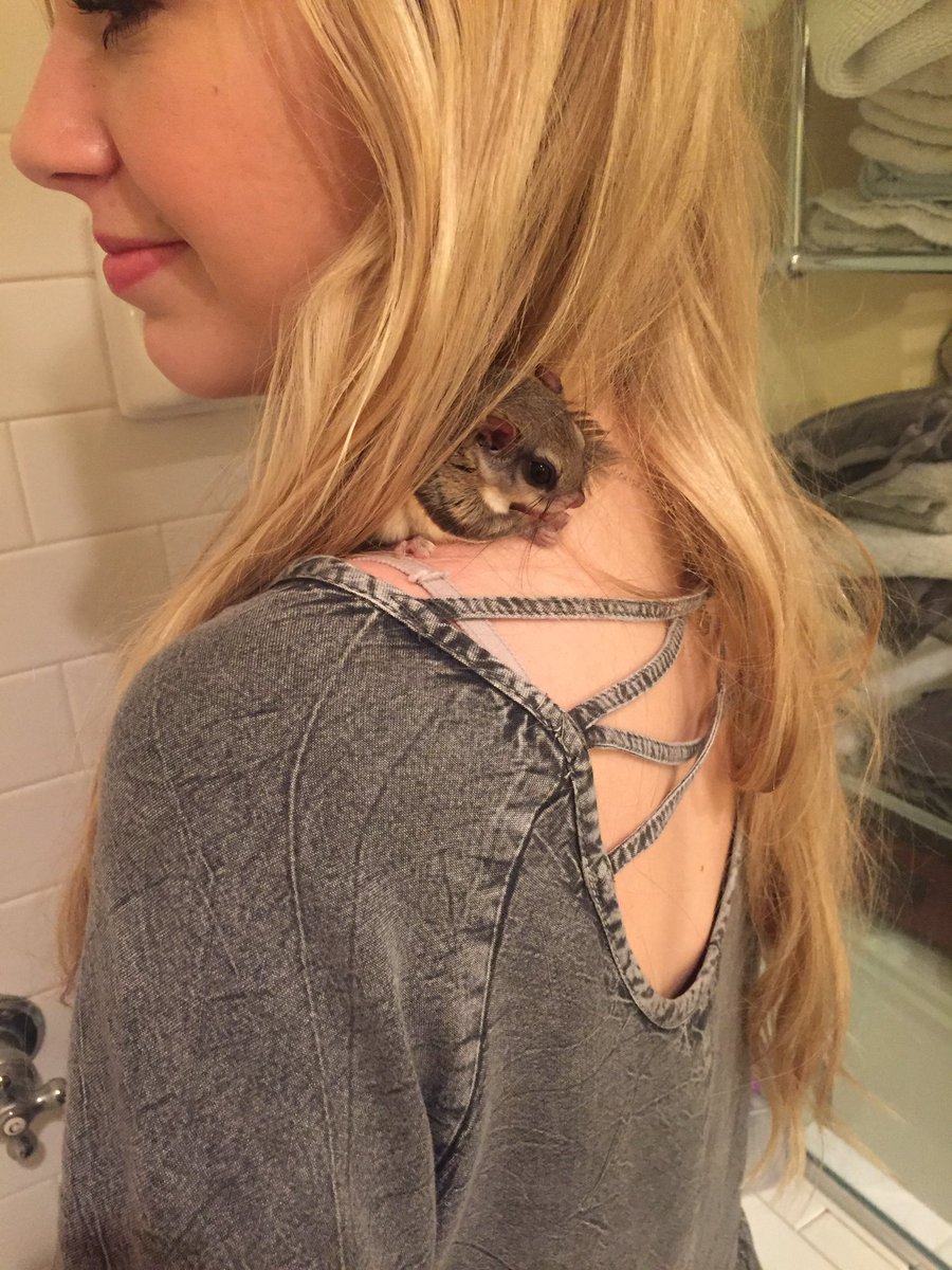 CPudwill's tweet image. My tiny new bestie !! ♥️♥️ #marditheflyingsquirrel