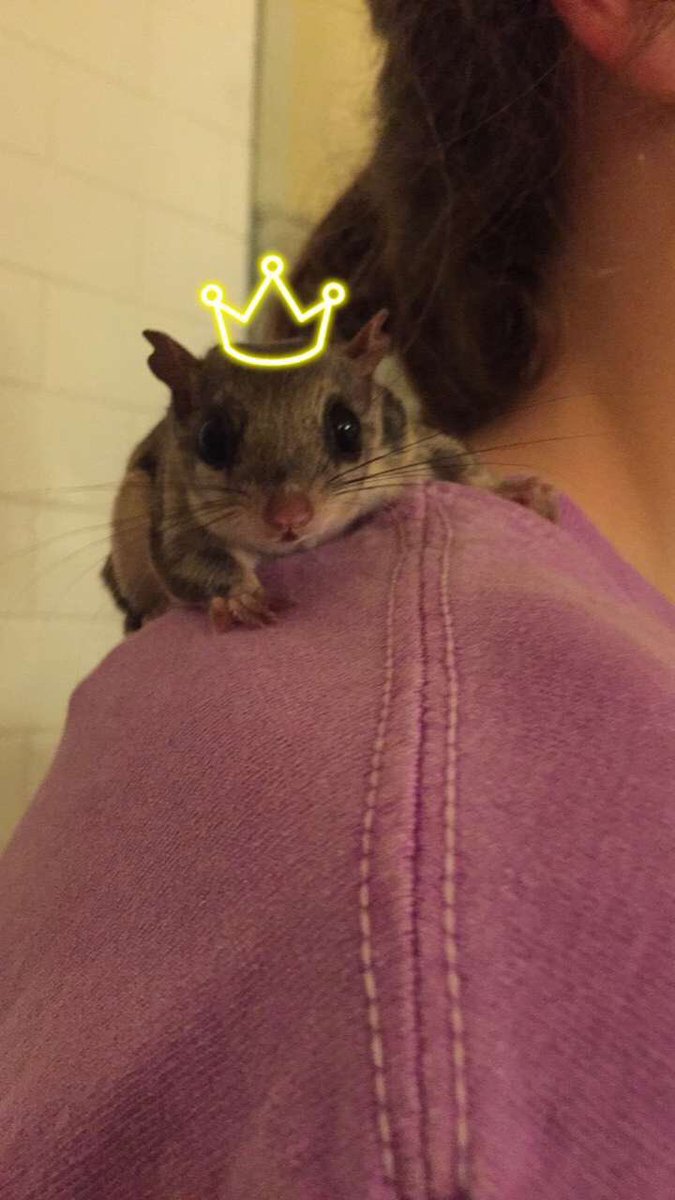 CPudwill's tweet image. My tiny new bestie !! ♥️♥️ #marditheflyingsquirrel