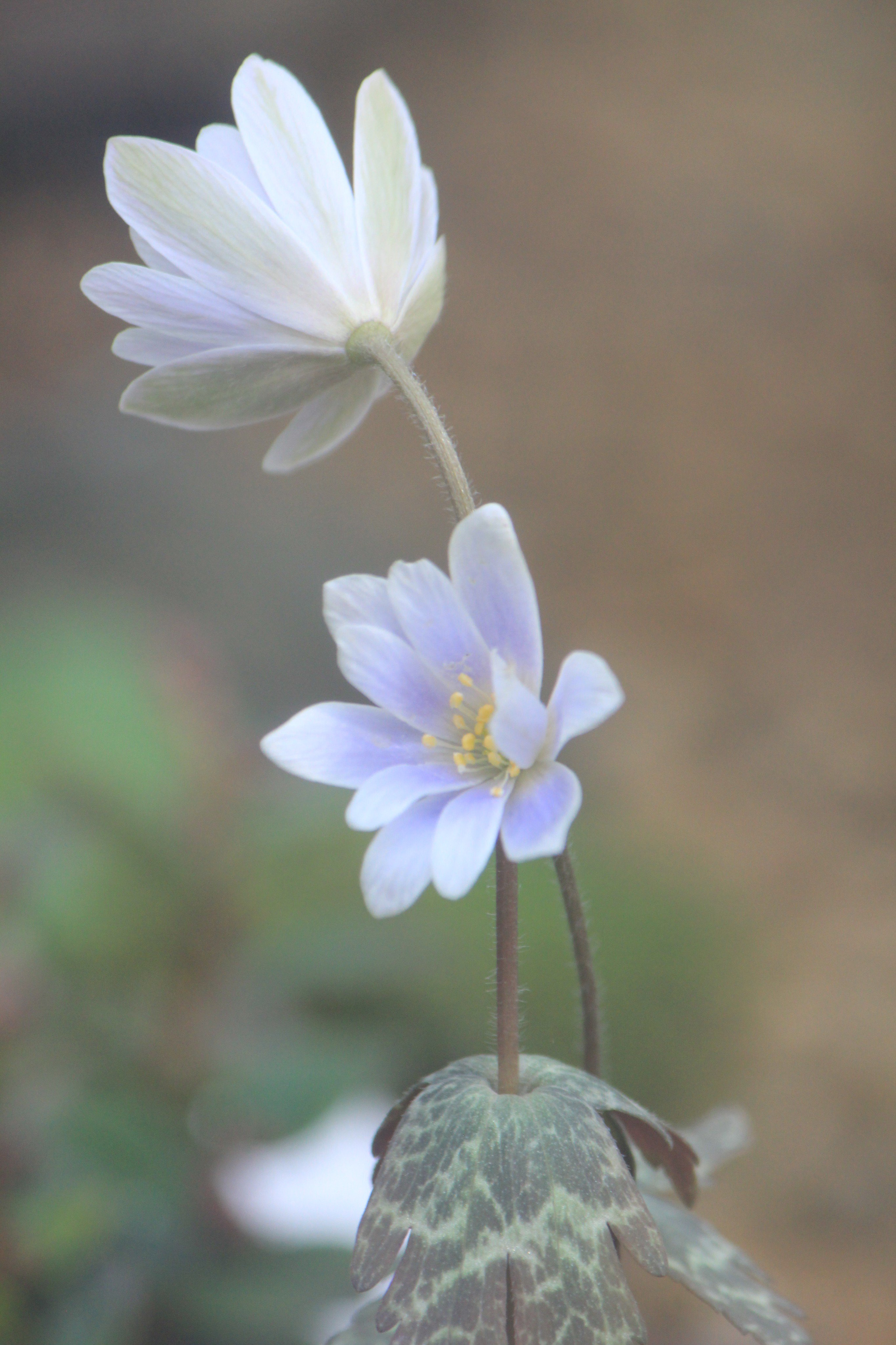 咲くやこの花館 日本固有 種の ユキワリイチゲ 漢字で書くと 雪割一華 となり 早春の一茎に一輪の花を咲かせるという意味をもちます 少しずつ 春の訪れを植物たちが教えてくれます 咲くやこの花館 春 キンポウゲ 雪 手づくりウツボカズラ