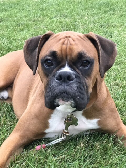 PatriotsRugby's tweet photo. A Patriot family got a handsome new dog recently and they gave him a great name. Everyone, meet Rugby! https://t.co/dIDtgkstBo