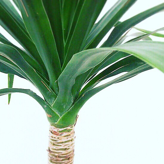 ライフ エコ 観葉植物 限定 一点物 ドラセナ カンボジアーナ 8寸 約w90 H110cm T Co Z1iz5tabgb 観葉植物 ドラセナカンボジアーナ ドラセナ カンボジアーナ 希少種 めずらしい植物 沖縄観葉 オニヅカ エコマルシェオニヅカ