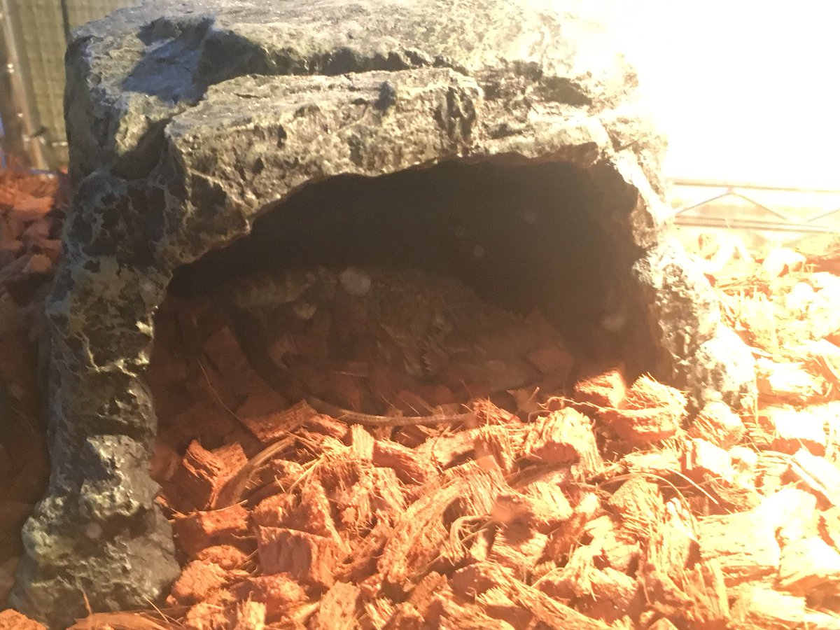 我が家のニート、、、(*≧∀≦*)

#ヒョウモントカゲモドキ
＃フトアゴ