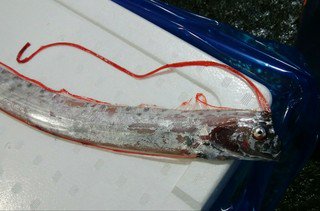 中津川 昴 神奈川県小田原魚市場でリュウグウノツカイが出されたらしい 今夜までに太陽黒点由来のcme本体直撃でg2級磁気嵐が発生する見込みなので注意しておきたい ｇｂ 地鰤 新鮮景子魚市場 T Co Gzmchn3jy0