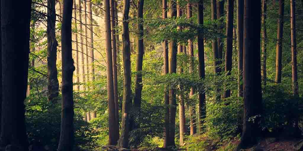 rubicon_red's tweet image. Rubicon Red Significantly Cuts Energy Usage and Costs with Oracle PaaS buff.ly/2EtDEQq #sustainability #OraclePCS @soacommunity @OracleIntegrate @OracleANZ