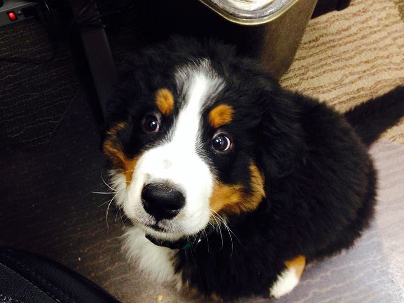 MtDogSignCo's tweet photo. #throwbarkthursday  
Hard to believe our 130 lb mascot was once this little! 
#mascotlove    #babybernese  #mountaindogsigncompany https://t.co/RnEF5xXn5J