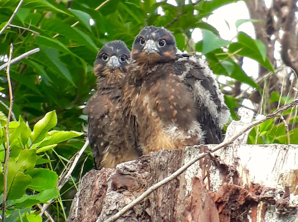 treewalkNZ's tweet photo. Check out these cuties! Currently nesting in Rotorua's iconic Redwoods Forest! #Falcons #nzfalcon #redwoods #nativebird #treewalknz #rotoruatrailstrust https://t.co/R71VOceWHs