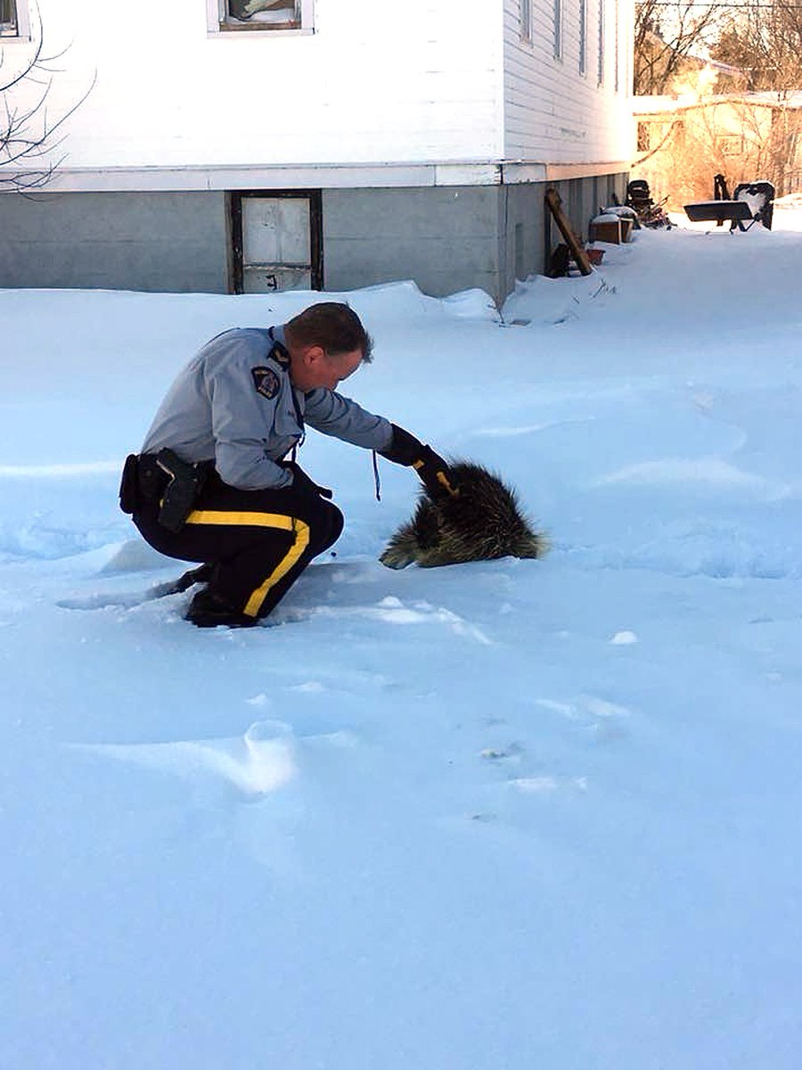 CochraneTimes's tweet photo. RCMP Cpl. Trent Sperlie is the porcupine whisperer. He and Town of Hanna employees John Henry and Kevin Olsen helped rehome the prickly visitor after it was found wandering around the townsite on Thursday. https://t.co/fmS8VOFiQ2