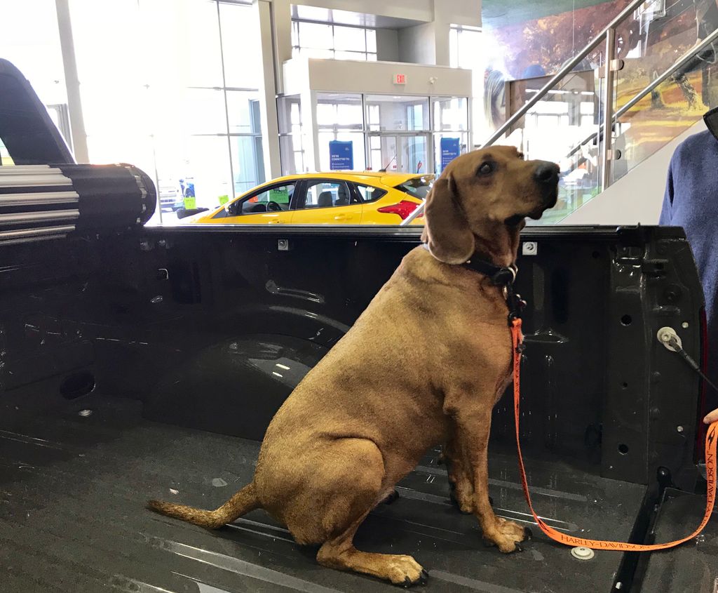 OkotoksFord's tweet photo. Today’s #dogoftheday is the delightful Daffney! She had a great time sat in the bed of the F-150 XLT currently in our showroom (the treats might have had something to do with that!) #okotoksforddogs https://t.co/fhl9R6NjjB