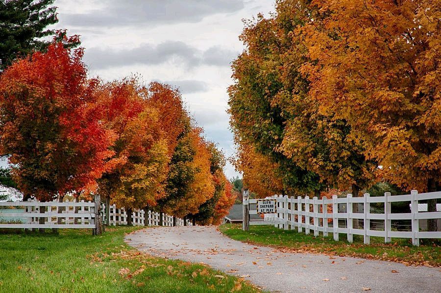 My idea of a great road, Rows Of Maples In Fall Colors by Jeff Folger bitly.com/2EryEfc #naturalnewengland #massachusetts #naturelovers #nature #instanature #farming #rural #lifestyle #newengland #scenesofma #scenicma #scenesofnewengland #ignewengland