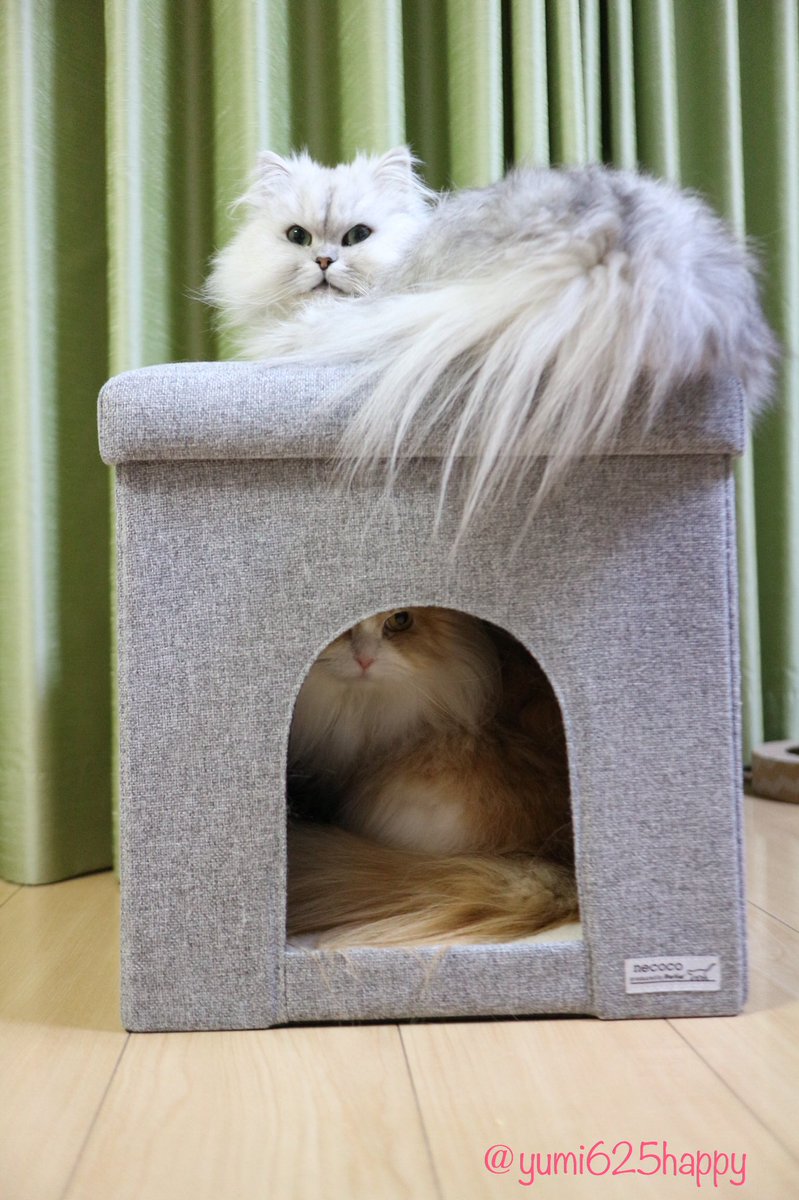 ゆみみ A Twitter キャノン イオンペット協賛フォトコンテストのｗチャンスで猫福袋が当たりました ２人ともスツールハウスが気に入ったみたいで２段ベッドみたいに オモチャやごはんも入っていて嬉しいね イオンペットさんありがとうございます イオン