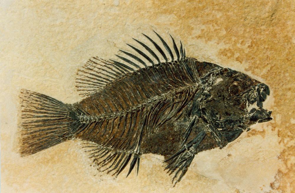 Priscacara fossil, an late early Eoceneepoch sunfish