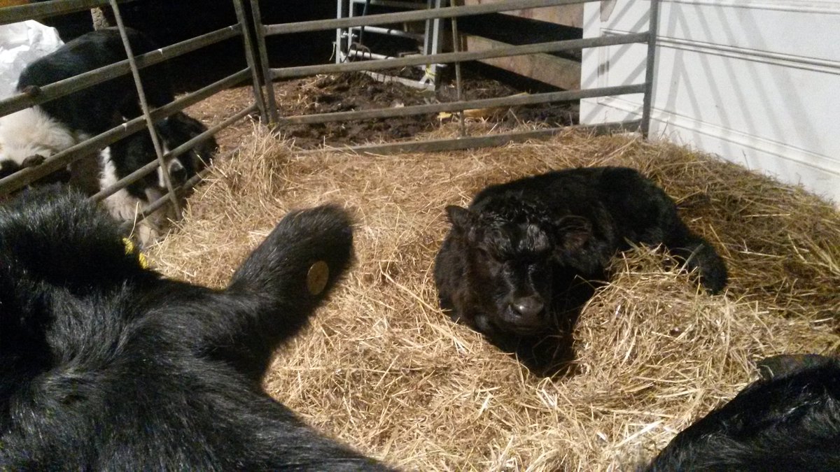 Introducing Snowdrop, our new Dexter x Aberdeen Angus calf.  She's beautiful