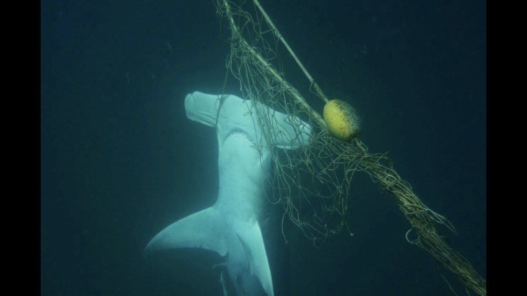 OzEcology's tweet photo. The cruel, out-dated, Shark mitigation methods employed by a cruel, out-dated government and cruel, out-dated science @nswdpi @NiallBlairMLC #sharknets #KeyThreateningProcess #NSWpol Pic by Dean Jefferys #hammerhead https://t.co/DIM6pIeAzt