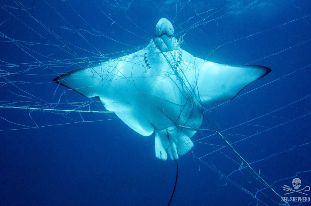 OzEcology's tweet photo. The cruel, out-dated, Shark mitigation methods employed by a cruel, out-dated government and cruel, out-dated science @nswdpi @NiallBlairMLC #sharknets #KeyThreateningProcess #NSWpol https://t.co/UtQlLZxYao