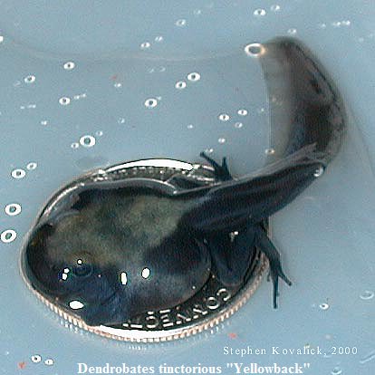 DartFrogKing's tweet photo. The Poison Dart Frog known as Dendrobates tinctorius "yellowback" 

Shown below is an F1 tadpole from W/C parents collected during an expedition to French Guiana.

Many from this bloodline were monstrous. Shown on a US quarter dollar for scale.

#PoisonDartFrogTadpoles #NAIB https://t.co/6CWxlF7gx9