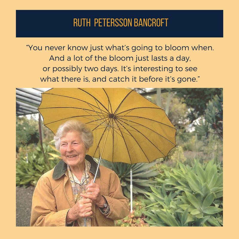 BerkeleyOHC's tweet photo. Join us Saturday at @RBancroftGarden in remembering the extraordinary life of Ruth Bancroft, else check out her oral history transcript and audio: https://t.co/UfoQNfeu3J #TheBancroftLibrary #Berkeley150 #tbt #oralhistory #garden #botany #centarian https://t.co/EUTzaxTSiX