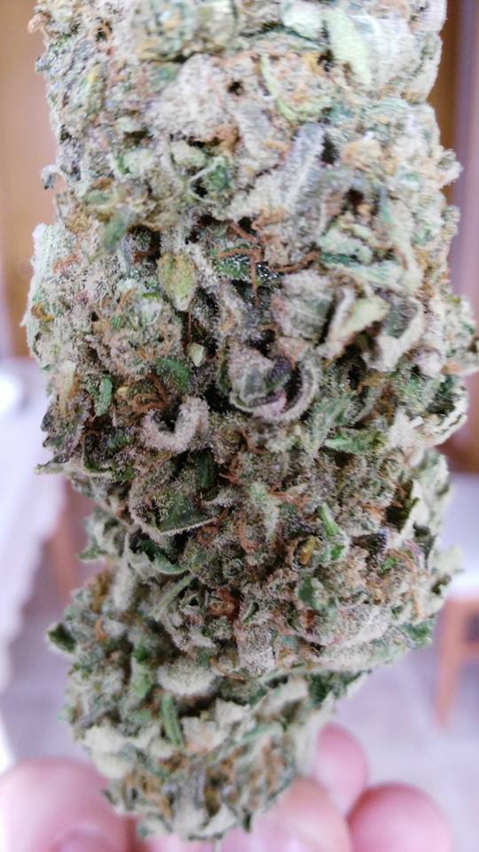 Cannahealthmeds's tweet photo. get your bags cherryhernandez554@gmail.com
#mushrooms #legalize #grinder #canadian #roll #joints #medical #zigzag #raw #ocbpapes #la #bc #movement #tdot #cn #picture #firehit #repost #podcast #funny #funnymemes #fml #snapchat #friends #follow4follow #facebook #joke #fuck #life https://t.co/tpDCmMevuk
