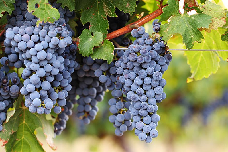 visitBCdotcom's tweet image. Love BC Wine? Love the Okanagan Valley!  The Okanagan Valley is the premier wine region in British Columbia. #OkanaganValley #BC #BCWine.  britishcolumbia.com/love-bc-wine-l…