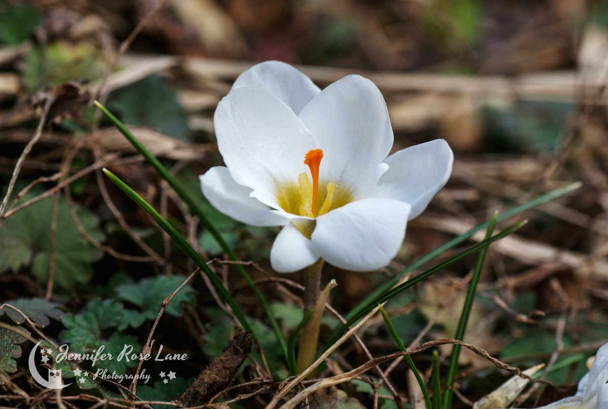 Jens_Starry_Sky's tweet image. I heard #SpringPeepers yesterday, and today my #crocuses are blooming. I think that groundhog was wrong. #Spring is just around the corner 😍🐸🌼#frogs #flowers #seasons #weather #WVweather #WV #photography @StormHour @SpencerWeather
