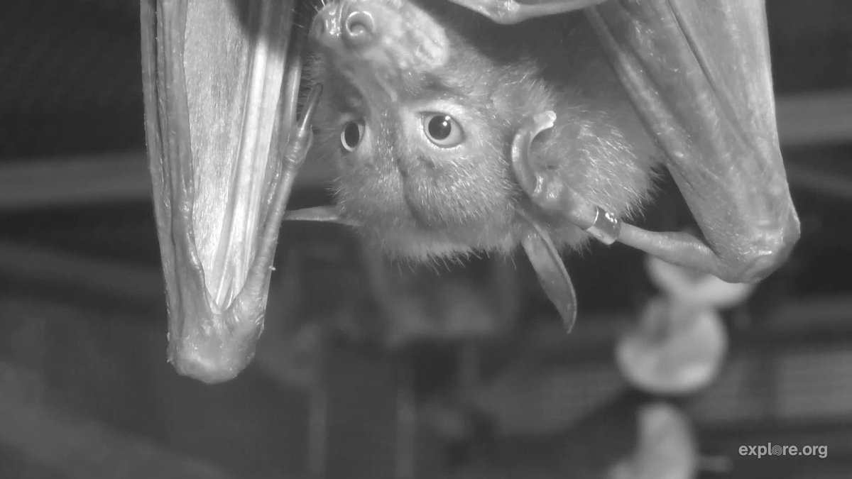 explore.org tweet media