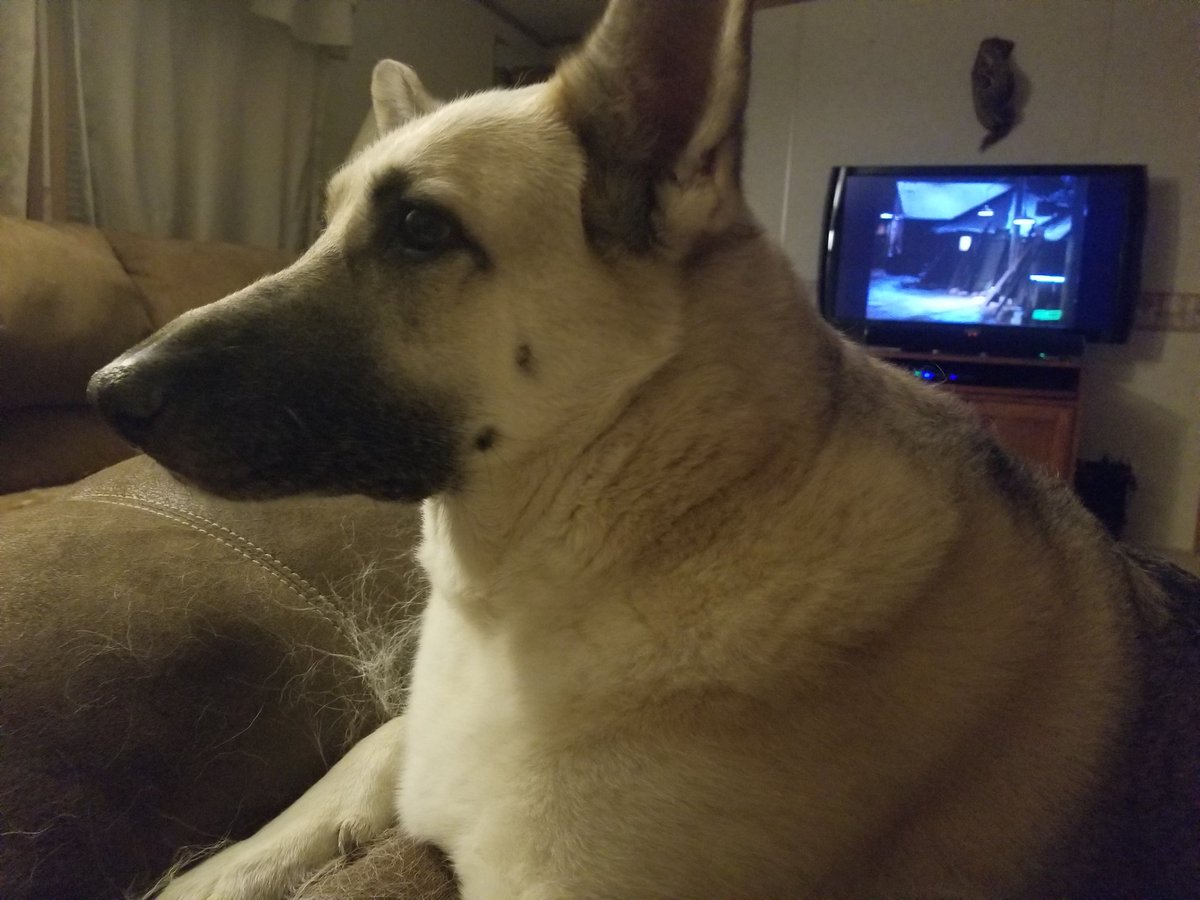 Remmi won't look at the camera but she <a href="/K9Rebbel/">Rebbel</a> wanted her on Twitter also