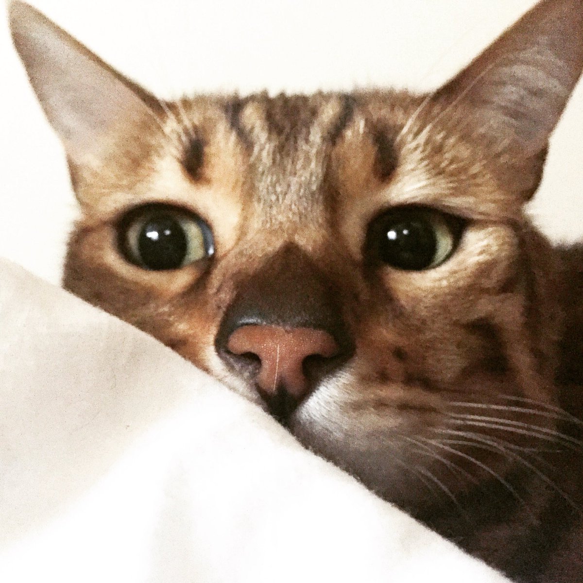 🐾 #meowmy loves that expression so much !!! 👀💓 #joeybengalcat ma petite #gueuledamour #bengalcat #instacat #catsofinstagram #catsagram #catsofig #bestmeow #magnificent_meowdels #cat_features #catseyes #cats_of_instagram #cats #greeneyes #catstagram