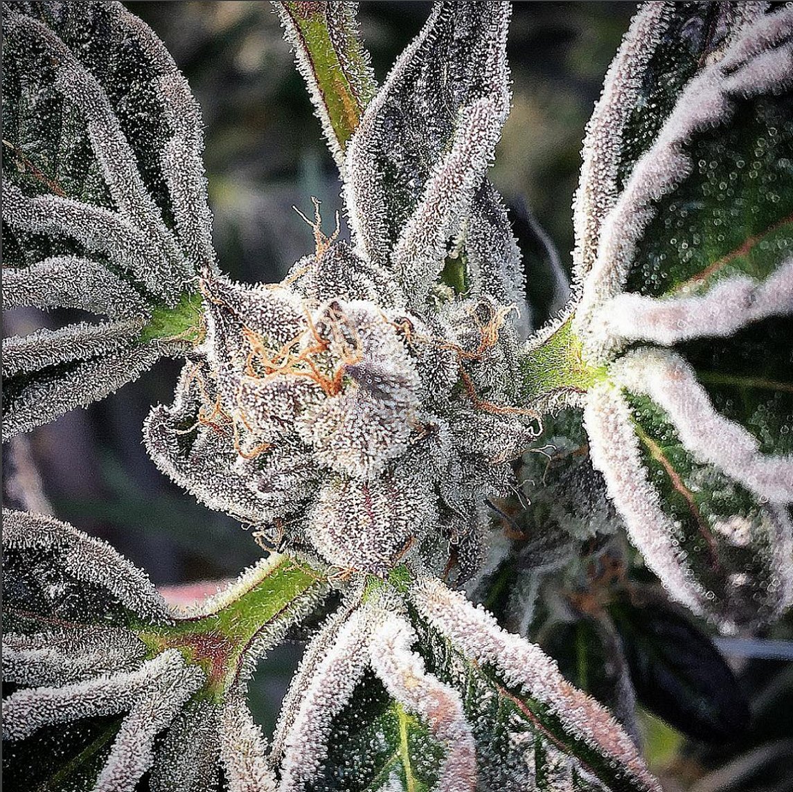 HIGH_TIMES_Mag's tweet photo. Can we get a glass of milk to go with those Girl Scout Cookies? 🍪

📷: https://t.co/wLjDbpct6l https://t.co/FXg6CPJ6LB