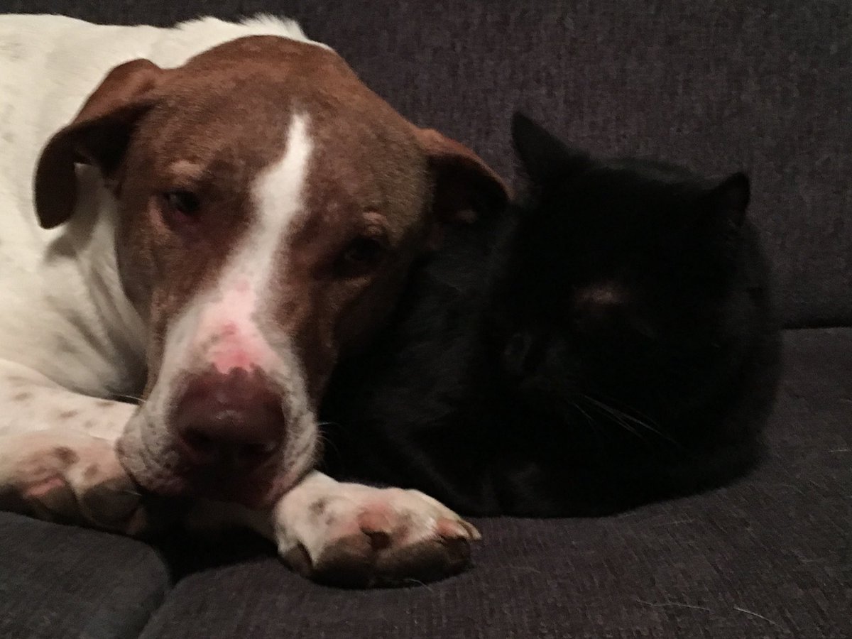 Dream Tiger Press tweet media