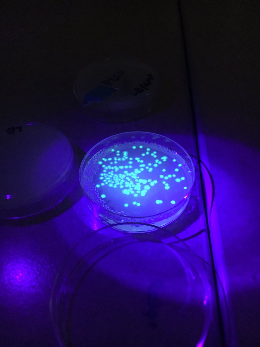 Our big accomplishment this week! Bacteria transformed with bioluminescent jellyfish genes! #oohsapbio