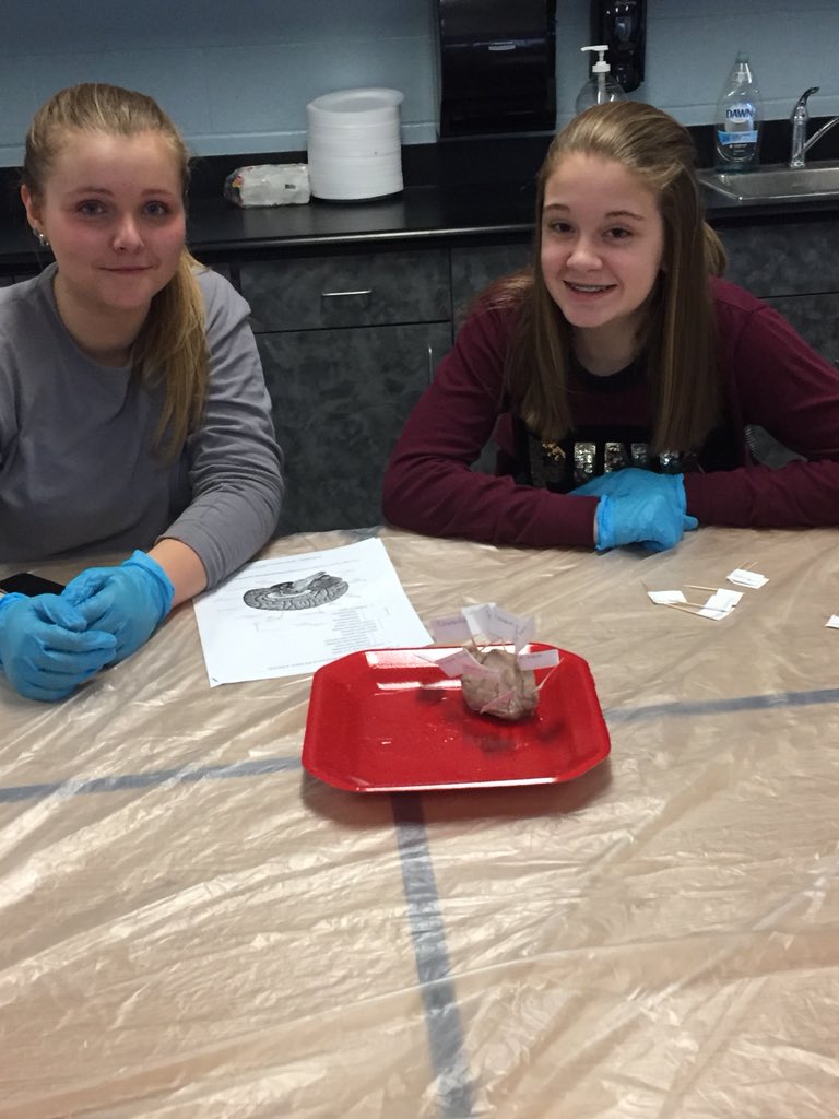 hannerpj's tweet photo. Mrs. Pipkinās PLTW Enrichment class dissected sheep brains! #KABMS @FredtownHS #LeadLAP https://t.co/tutF1GZg41