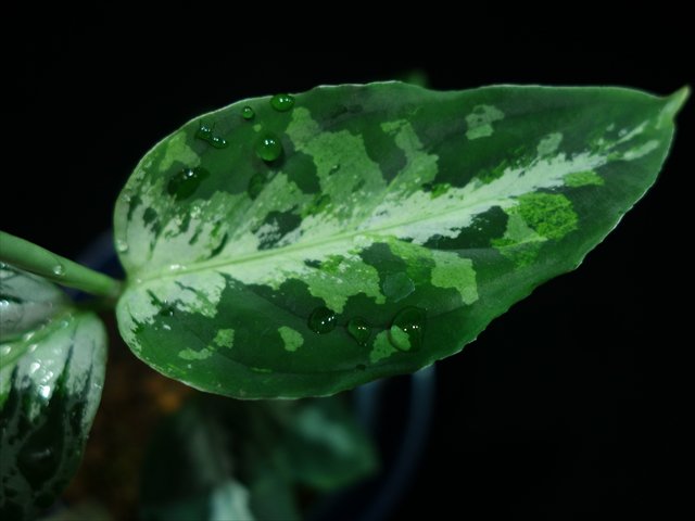 箱個体は個体差はっきり出るので分かりやすいですが、鍵個体はデカく
