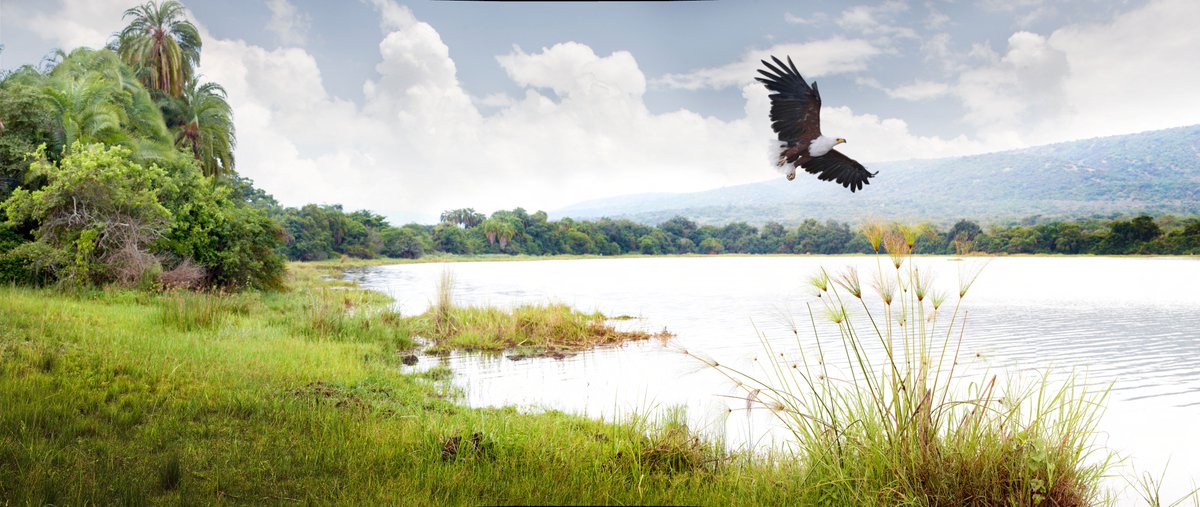 AfricanParks's tweet photo. .@CNTraveller #GoldList2018 praises the rare, inspiring and life-affirming story of hope that is happening in Rwanda in @AkageraPark - a park rescued from oblivion, to become the country's only Big 5 park https://t.co/hUPOLwqIN8 https://t.co/HHFlVjBA13
