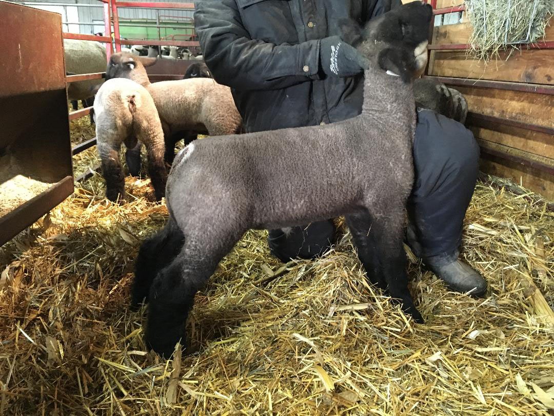 burchlivestock's tweet photo. We're selling the top end of our early January A.I. group Sunday, Feb. 25. The sale site will be posted Monday (Feb. 19). This Free Bird buck lamb is one of several highlights! https://t.co/GseZQ3ocrV