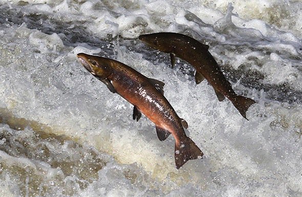 FishConservancy's tweet photo. Happy to finally be on twitter to expand our advocacy and let the public know what they can do to help save our wild fish! email us any time for questions or volunteer opportunities at NWFishConservancy@gmail.com https://t.co/nB2w0VLbnH