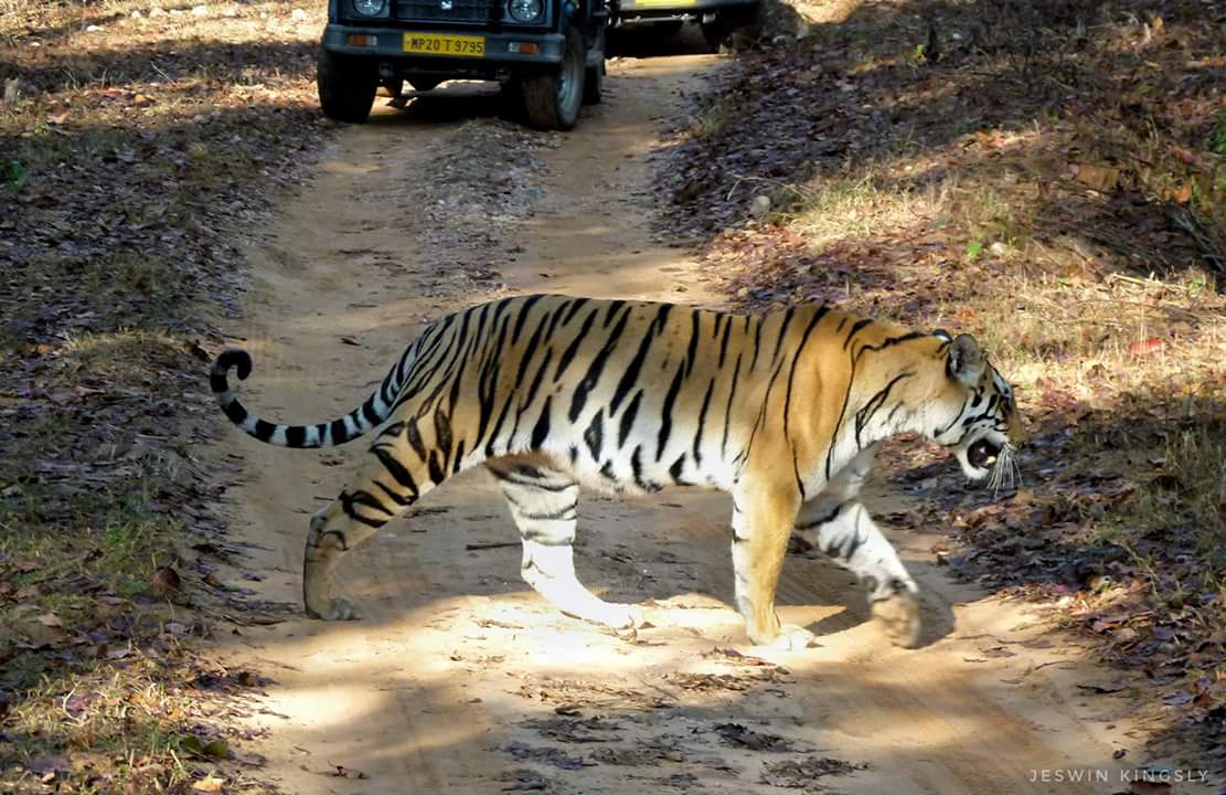 TofTigersIndia's tweet photo. Link-8 (Female)
Kanha Tiger Reserve
Feb '18 taken by Jeswin Kingly @kiplingcampmp

#Kiplingcamp #Kanha https://t.co/SSiWSiVIcn