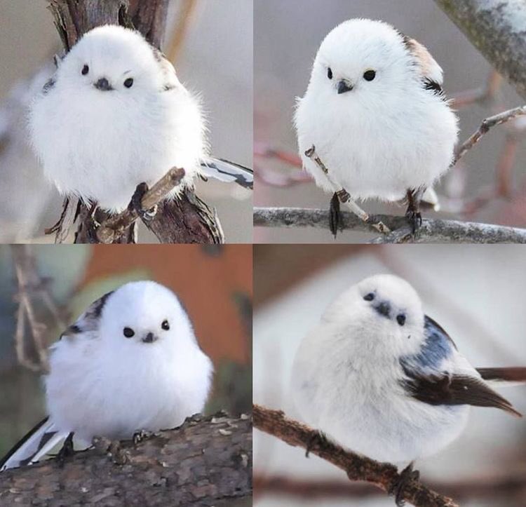 ベプセ ベプセ