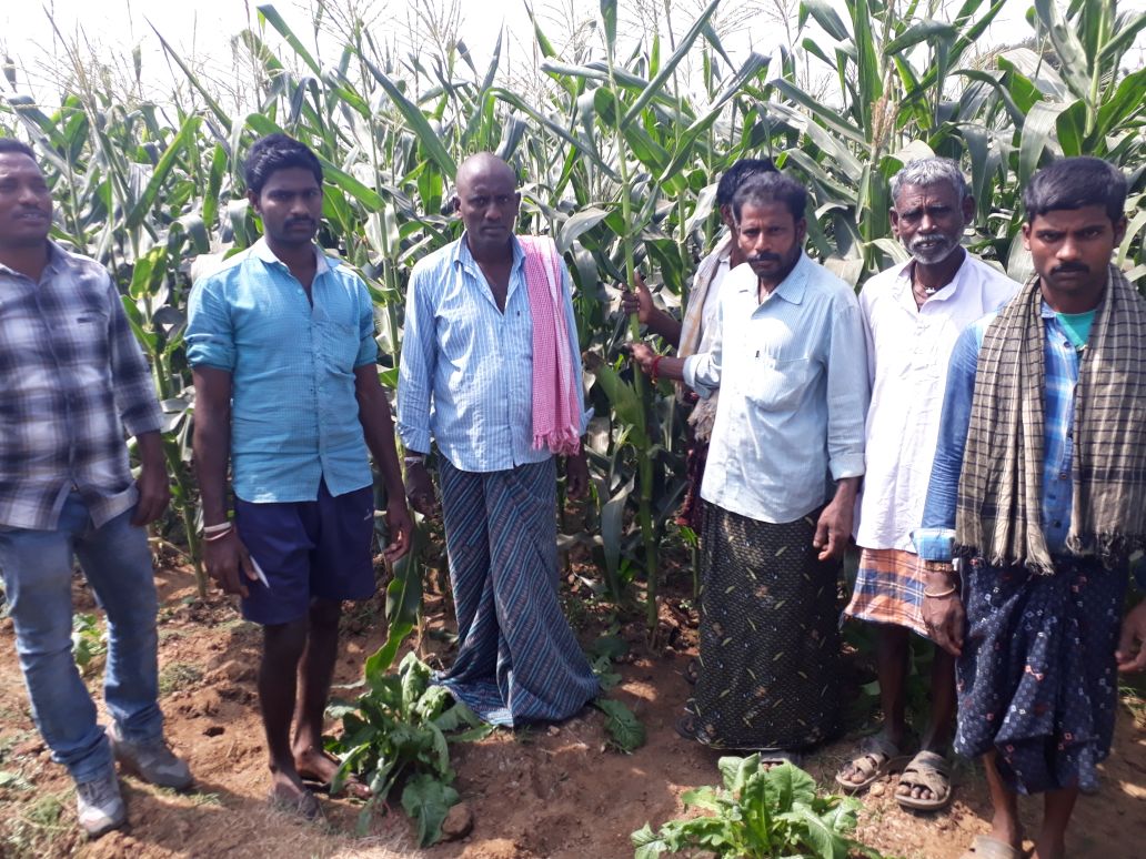 KalashSeedsIND's tweet photo. Field Update: A successful crop show on our Sweetcorn variety 'Bhavika' in Krishna district A.P region. https://t.co/XKoCqqjk4z