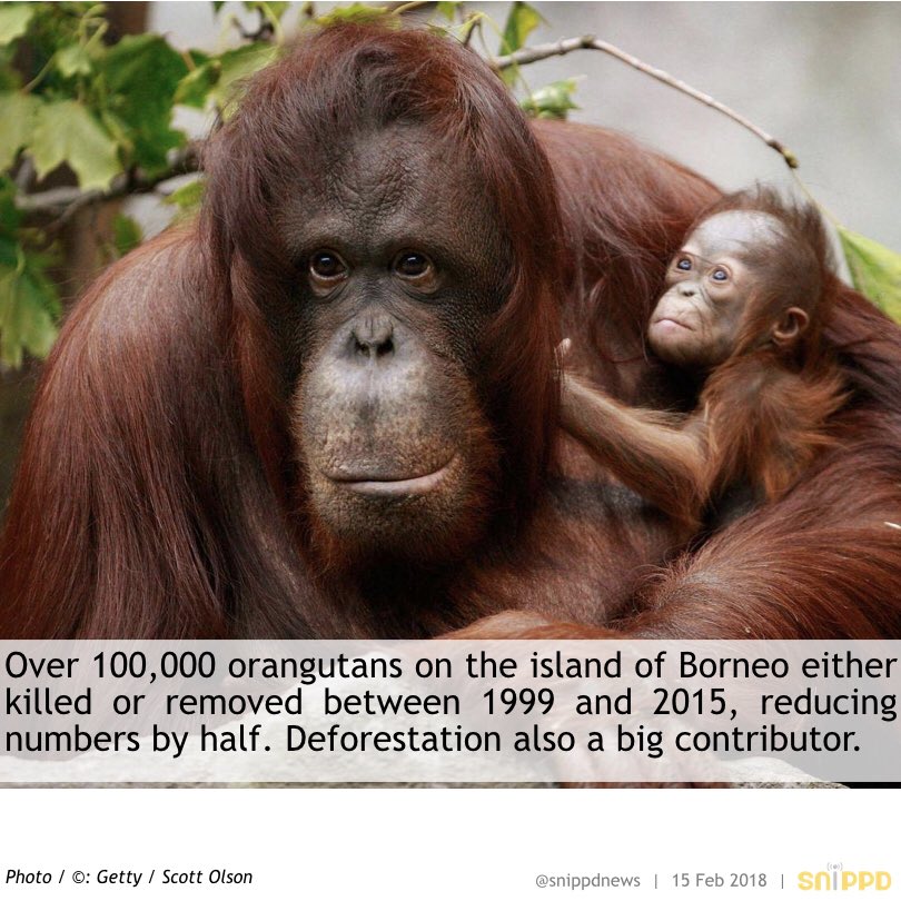 Snippdnews's tweet photo. Over 100,000 #orangutans on the #island of #Borneo killed or removed in 16yrs, reducing numbers by half. #wildlife #WildlifeConservation https://t.co/zgvQ872wra