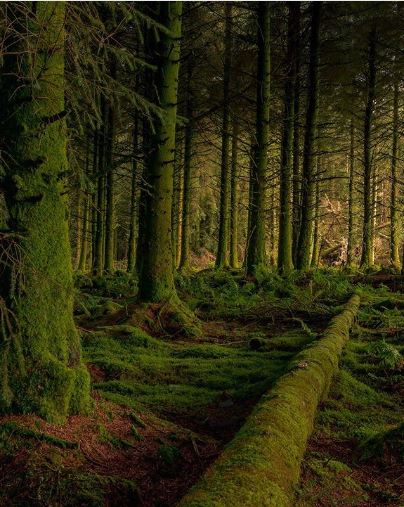 ForestryEngland's tweet photo. Thanks to AaronDinham for our #forestfocus picture of the week. We hope it inspires your weekend forest adventures this Friday! #fridayfeeling
.
Share you pictures with #forestfocus for a chance to be our next picture of the week https://t.co/smrPqKEsJq