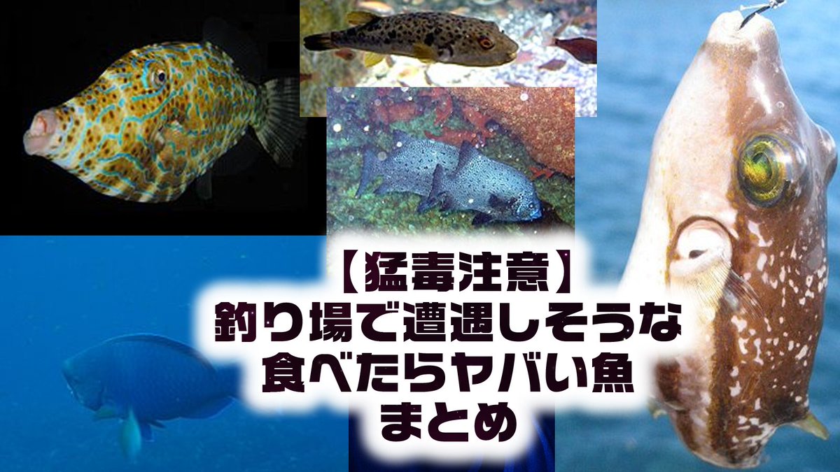 危険な魚 危険な魚