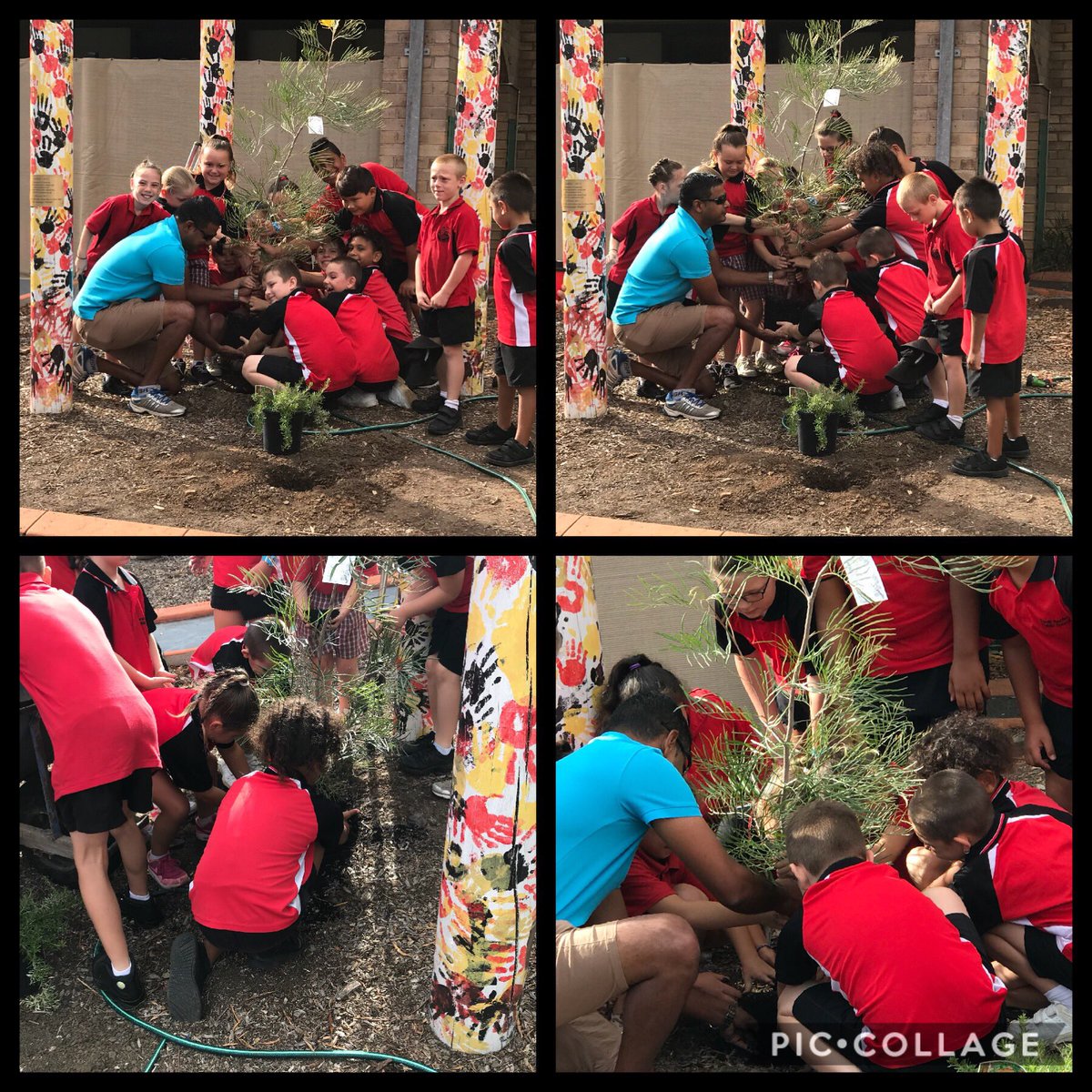 What a great day to rejuvenate our Aboriginal garden #srpsfamily @SarahRedfernPS <a href="/ravs59/">Ravi Prasad</a> @mrsoliviapullen <a href="/MarilynFriedri1/">Marilyn Friedrich</a> <a href="/BeecherNatasha/">Natasha Beecher</a>