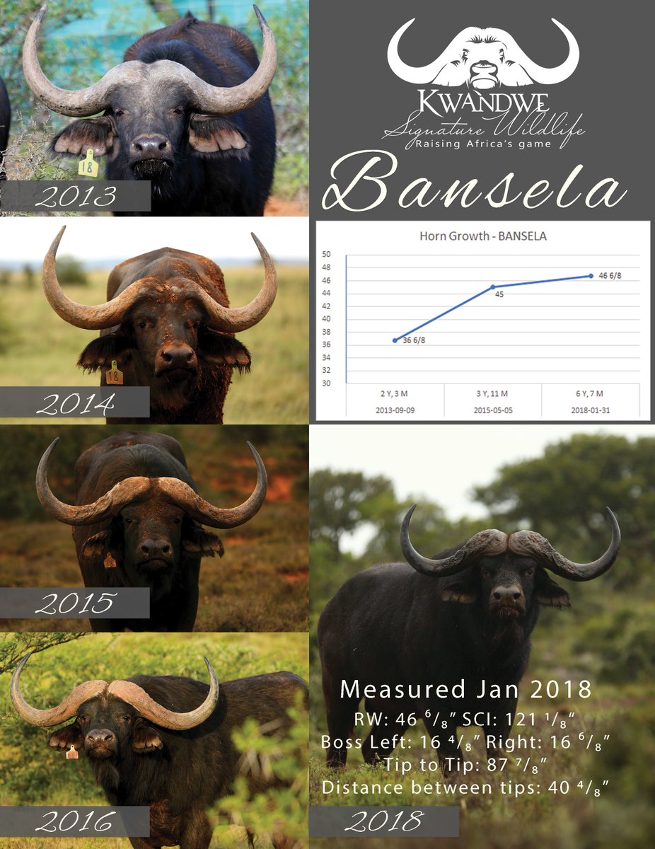SignatureWild's tweet image. Bansela will be on sale @SigWildlife auction 14 April 2018. Successful  bidder has the option to choose between two of Kwandwe's breeding bulls, Bond and Bansela. Both measuring over 46"! Great opportunity to acquire some proven Kwandwe genetics #sigwildlife #legendarygenetics