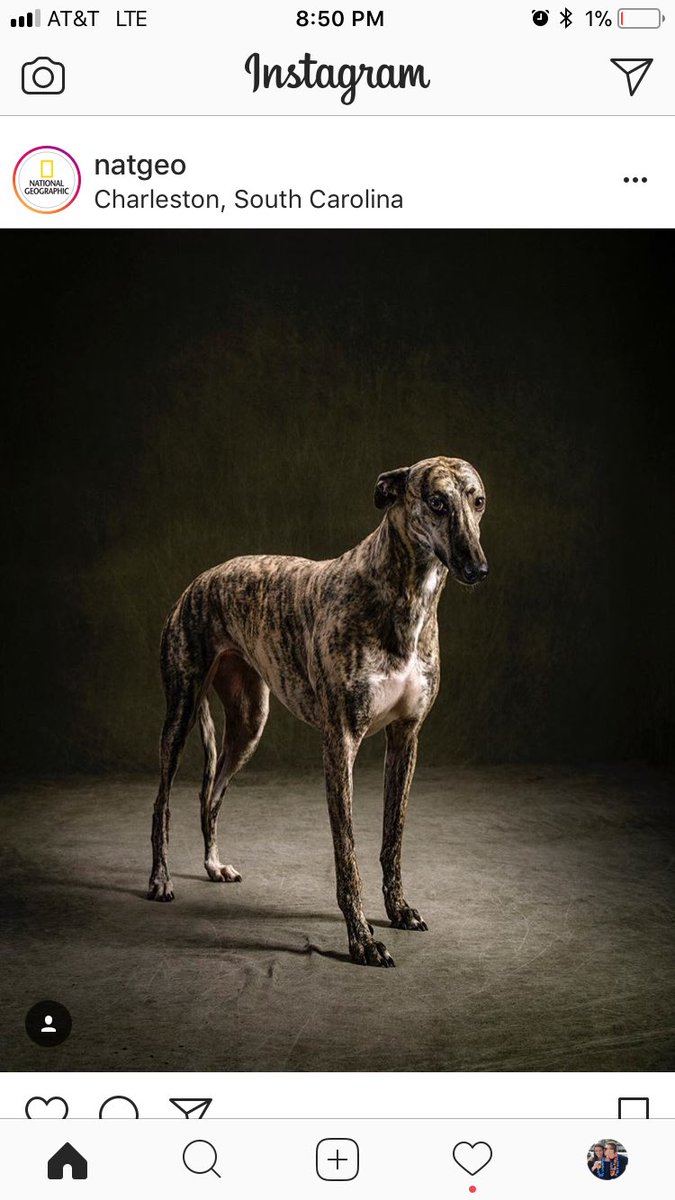 my boyfriend just said “this is a bad ass looking goat” thanks <a href="/alangenstein7/">Austin Langenstein</a> for always making me laugh😂