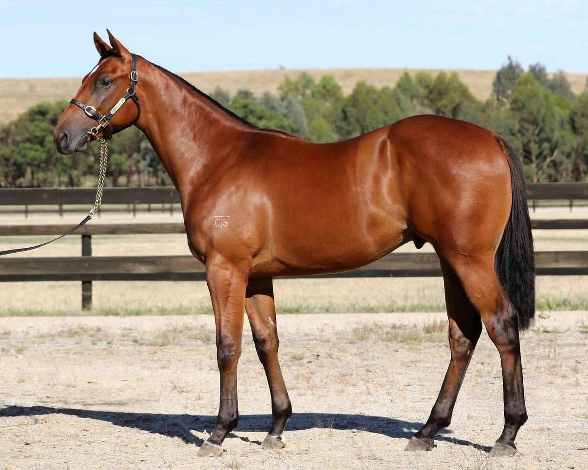 daisyhillbreed's tweet photo. Click here (https://t.co/7tmxIqQb0t) to view our 9 horse draft set for the @inglis_sales #MelbournePremier Yearling Sale. 📷 Lot 166. #RewardForEffort B.Colt https://t.co/7bPw7wcoVM