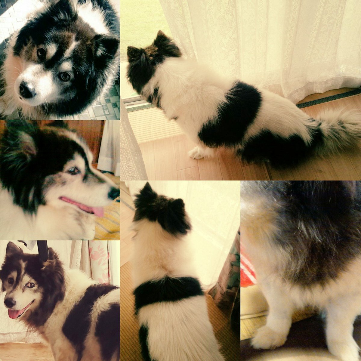 ke48ks53m's tweet photo. みなさまへ
去年の8月より
迷子になりました犬､老犬を
ずっと…探しております
情報なく…見つかりません
どうぞよろしくお願いいたします｡

いつもたくさんのお力添え本当にありがとうございます｡

茨城県 常陸太田市より逸走 https://t.co/mC9B2Hibo1
