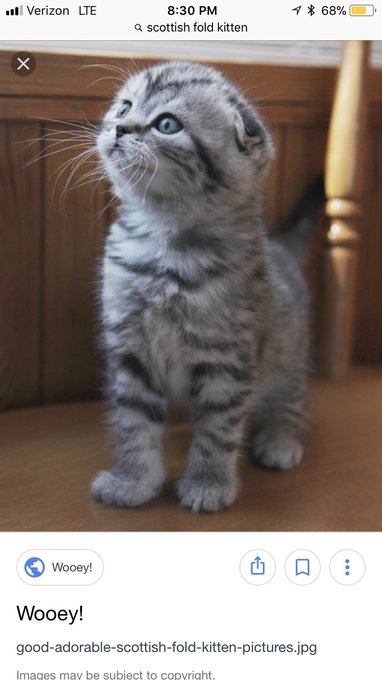 I NEED A SCOTTISH FOLD KITTEN I AM OBSESSED https://t.co/OXwEanhxjo