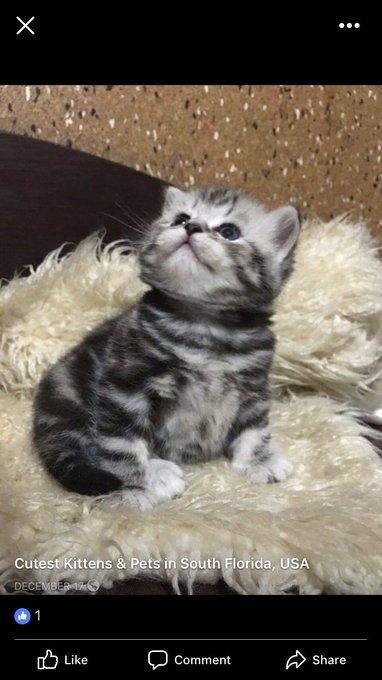 I NEED A SCOTTISH FOLD KITTEN I AM OBSESSED https://t.co/OXwEanhxjo